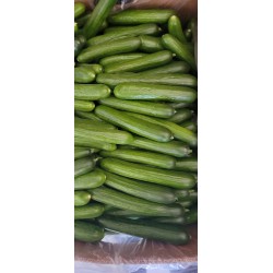 LOCAL MINI CUCUMBER/lb